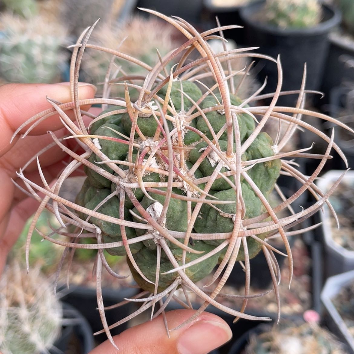 【闪购商品】高木菲冠龙冒根芽6666