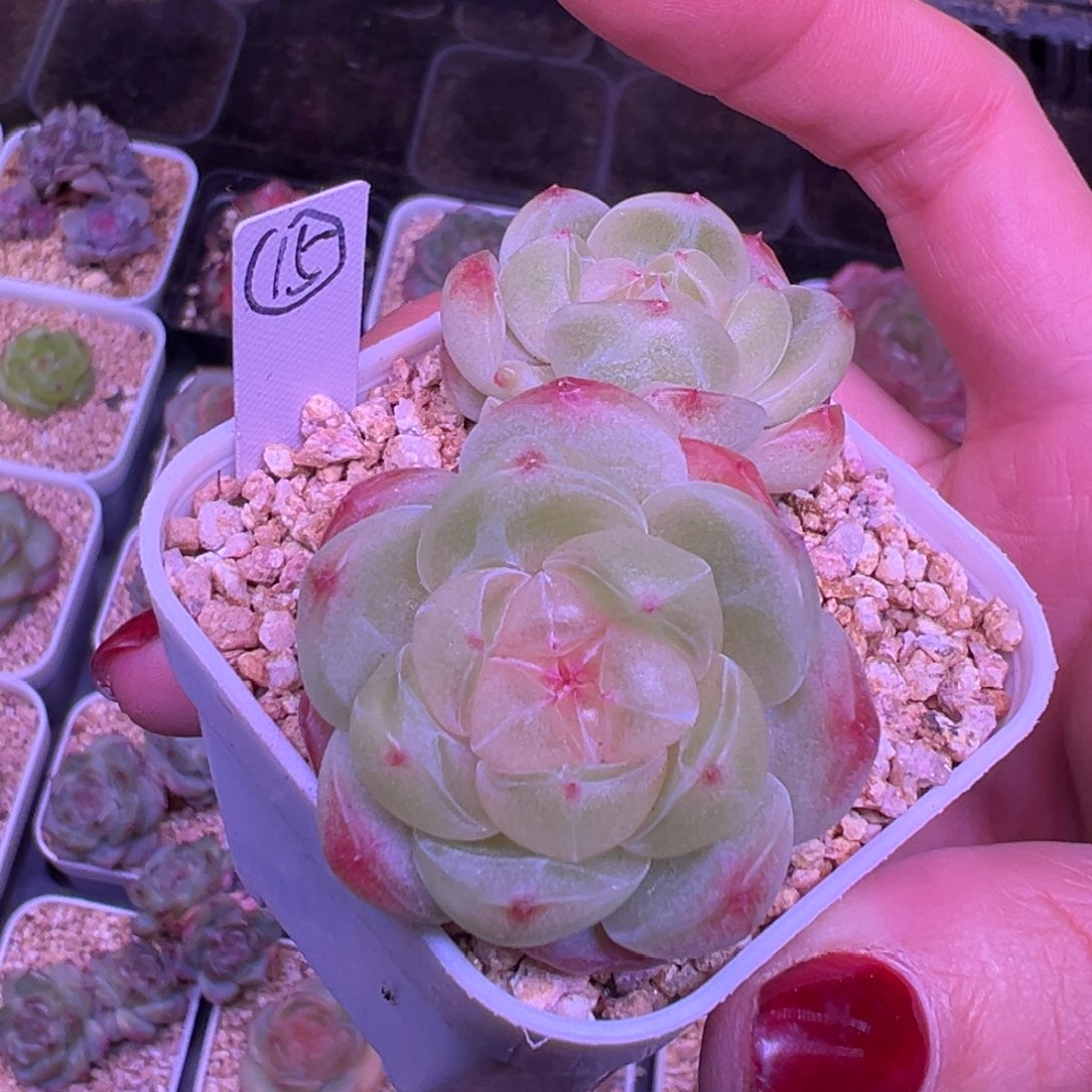 倾城珍妮一物一拍6.5㎝