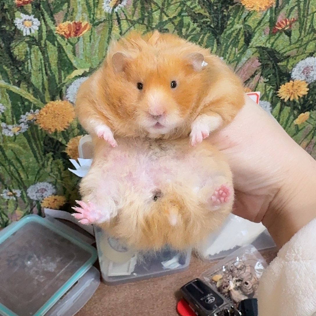 靜****卷毛携秀色妹妹金丝熊