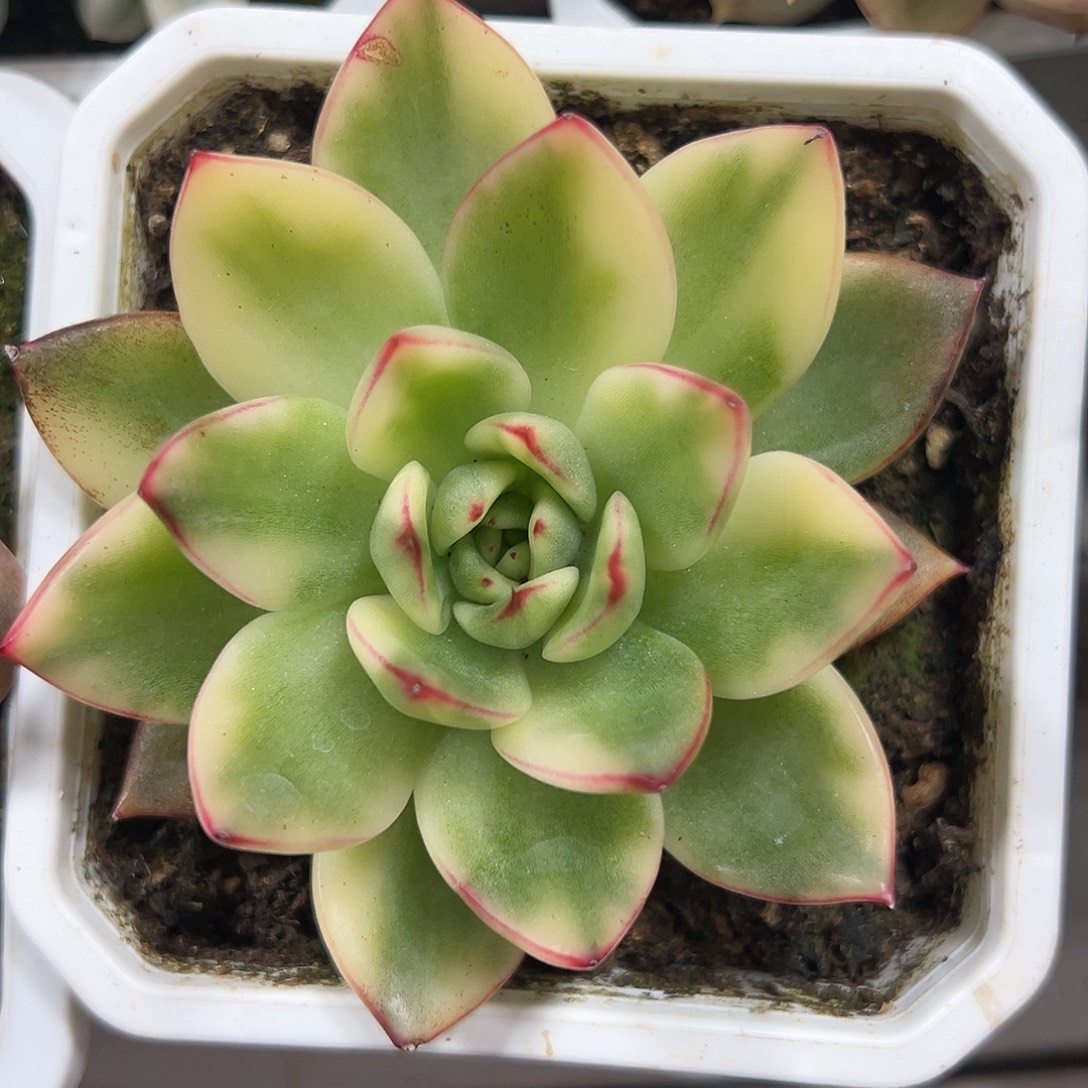 阿施娜锦多肉植物