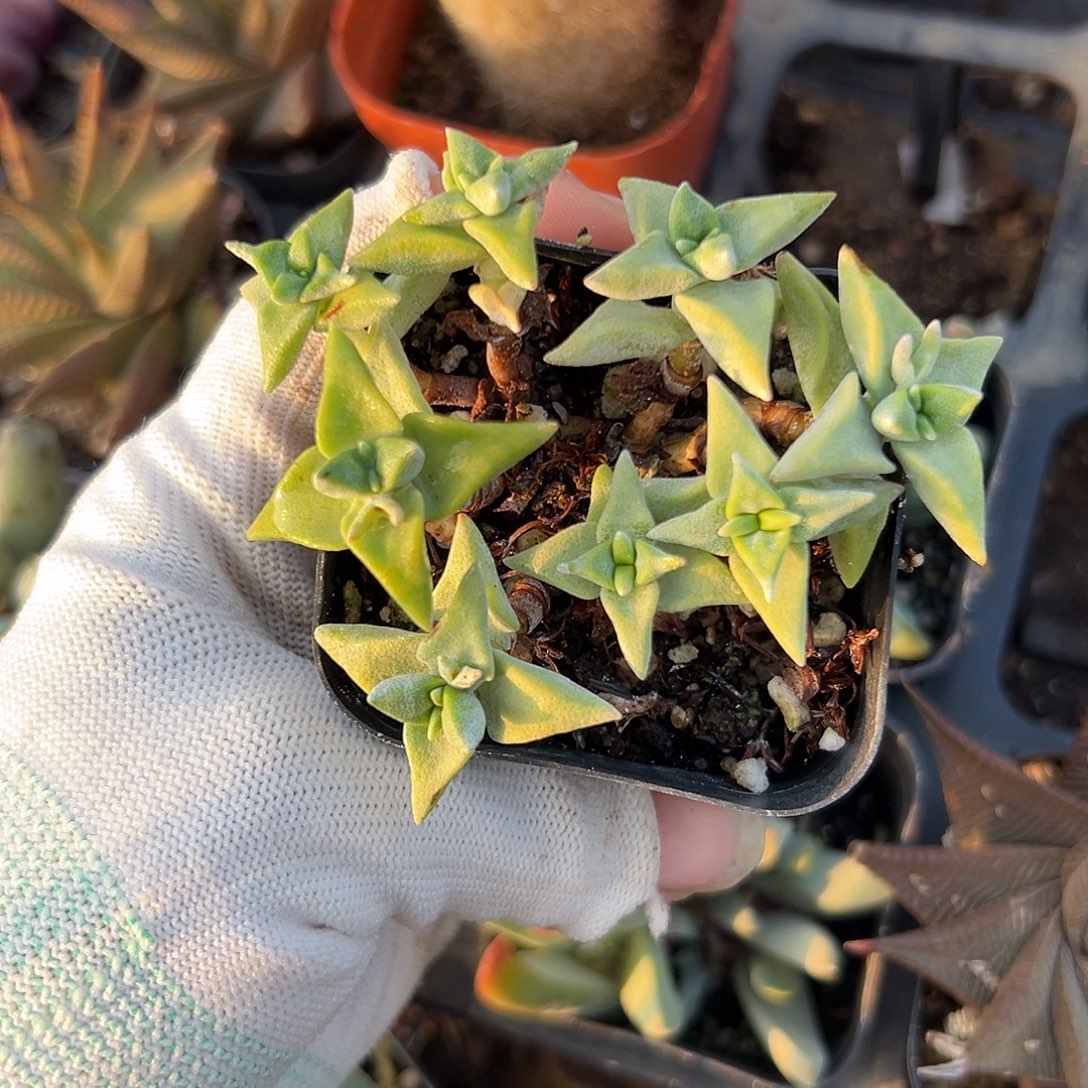 白露多呃呃呃呃呃呃