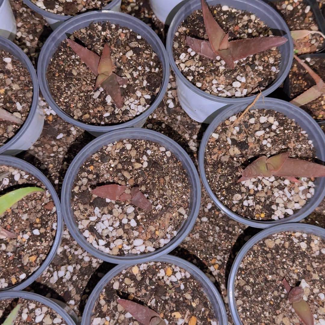 块根植物块根植物