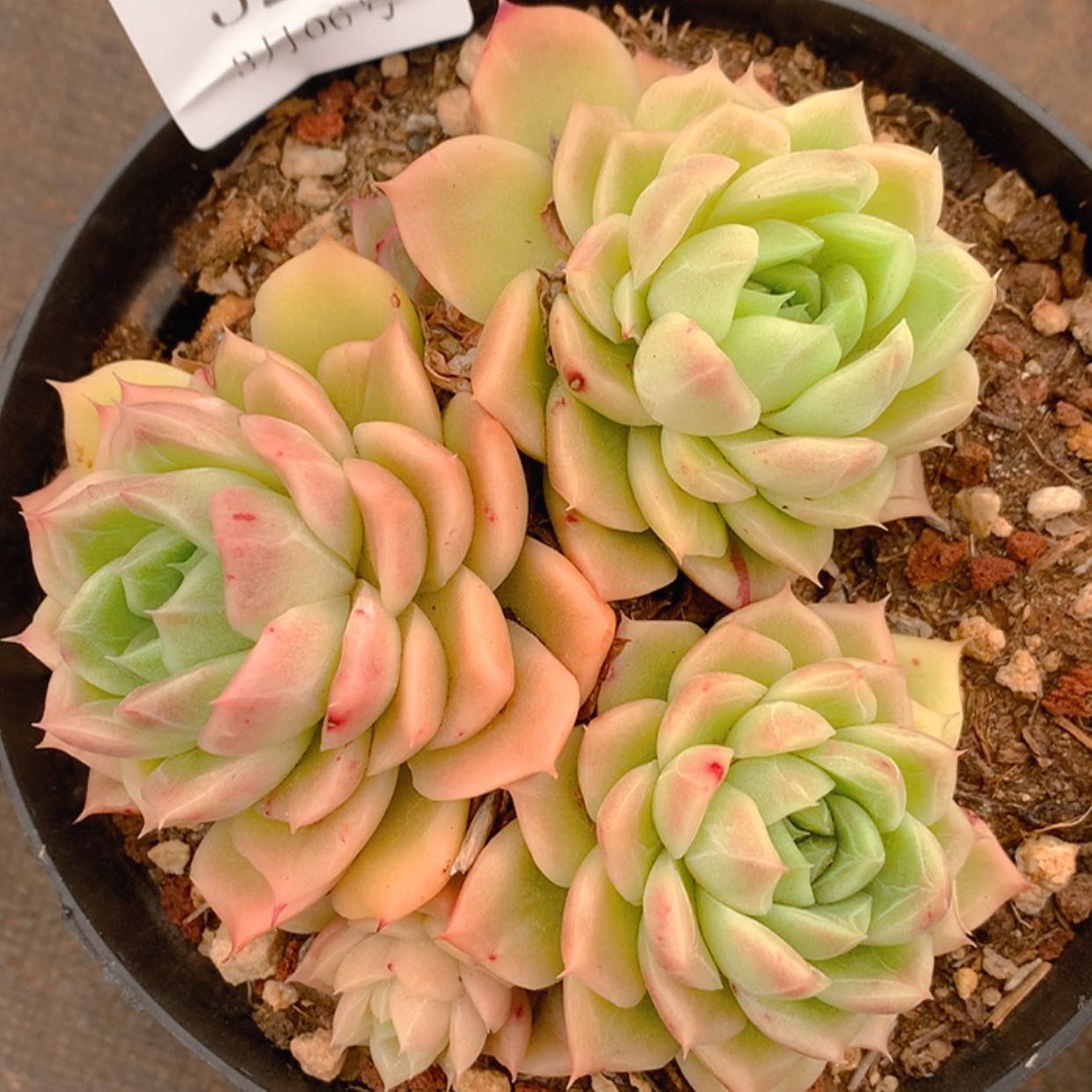 【闪购商品】云3270