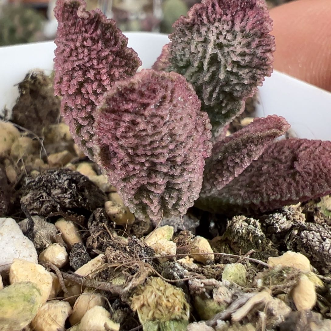 实生新品多肉植物水泡多肉植物
