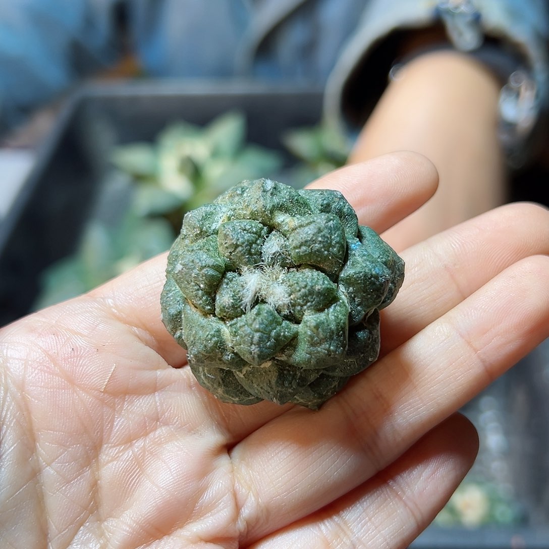 苗接无根龟甲牡丹3.7公分