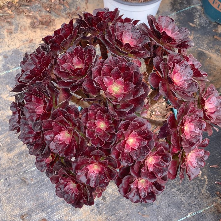 5花纳锦精品法师多肉