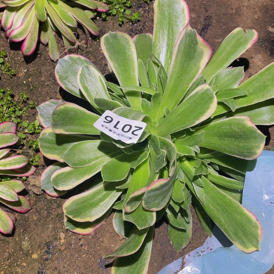 2016白凤多肉植物