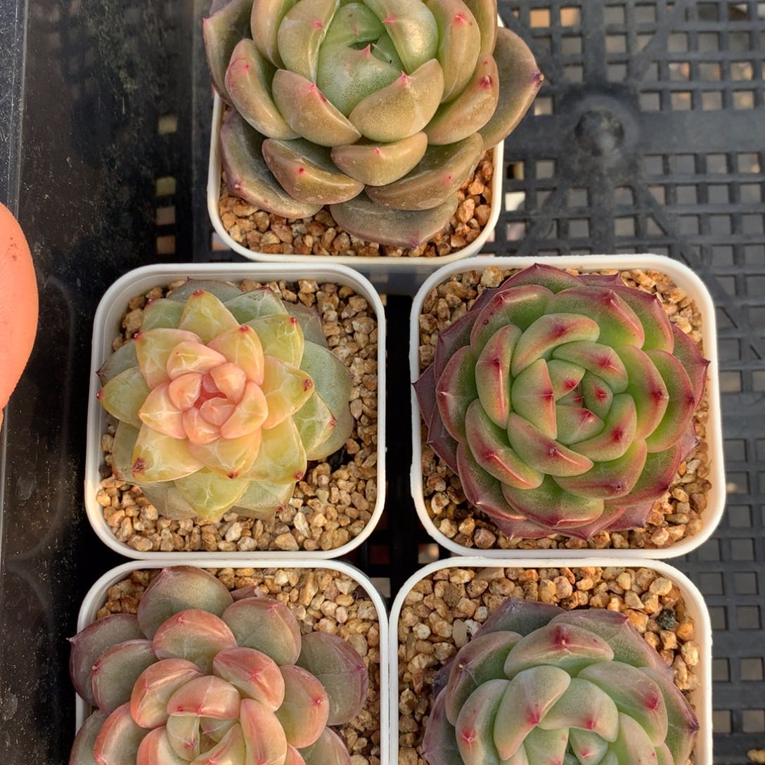 珍妮优选5颗 0102-05