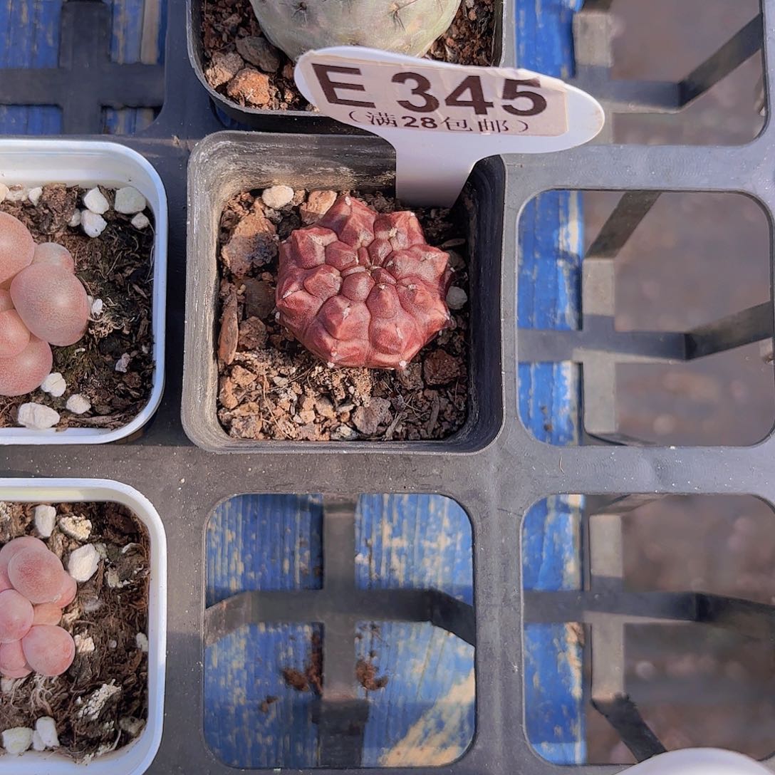 E245梦想一物一拍