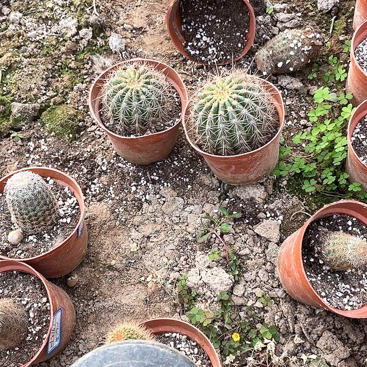 期*自根多肉2颗满18包邮