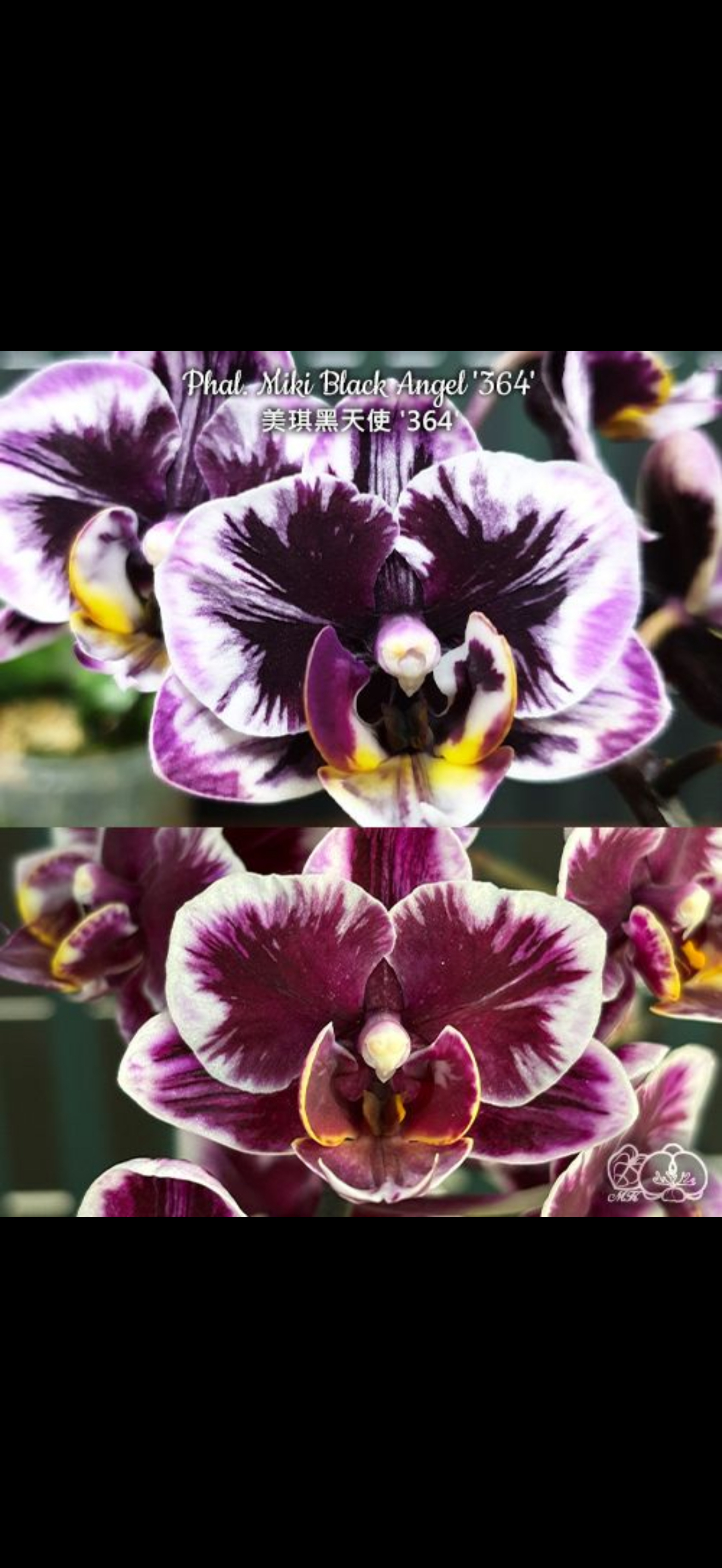 原生蝴蝶兰客厅绿植兰花美琪黑天使