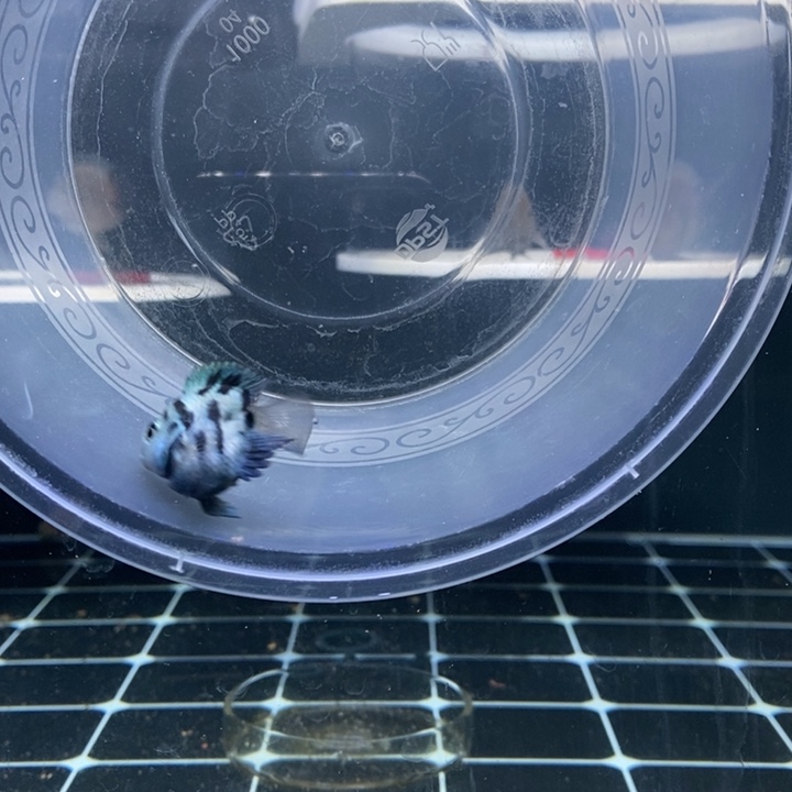 鹦鹉鱼超缩宝蓝迷你鹦鹉腹鳍微瑕