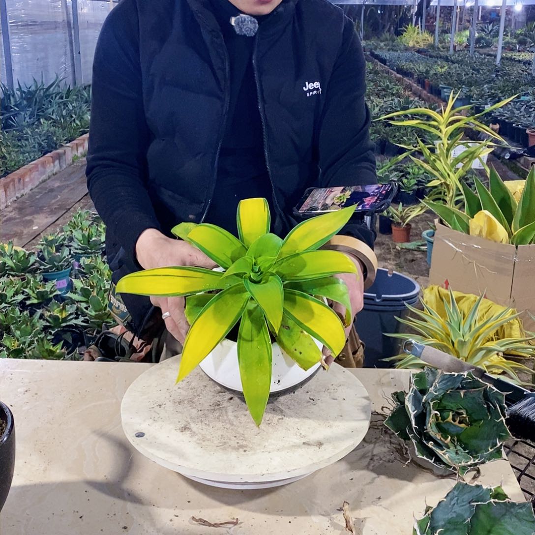 狐尾浅中斑冠幅30厘米左右