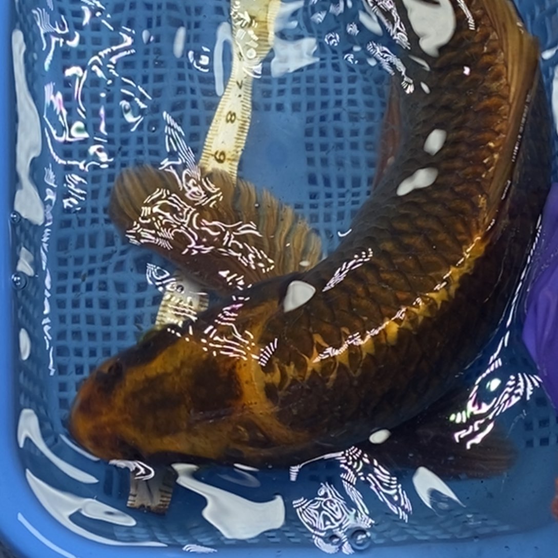 锦鲤冷水锦鲤包邮