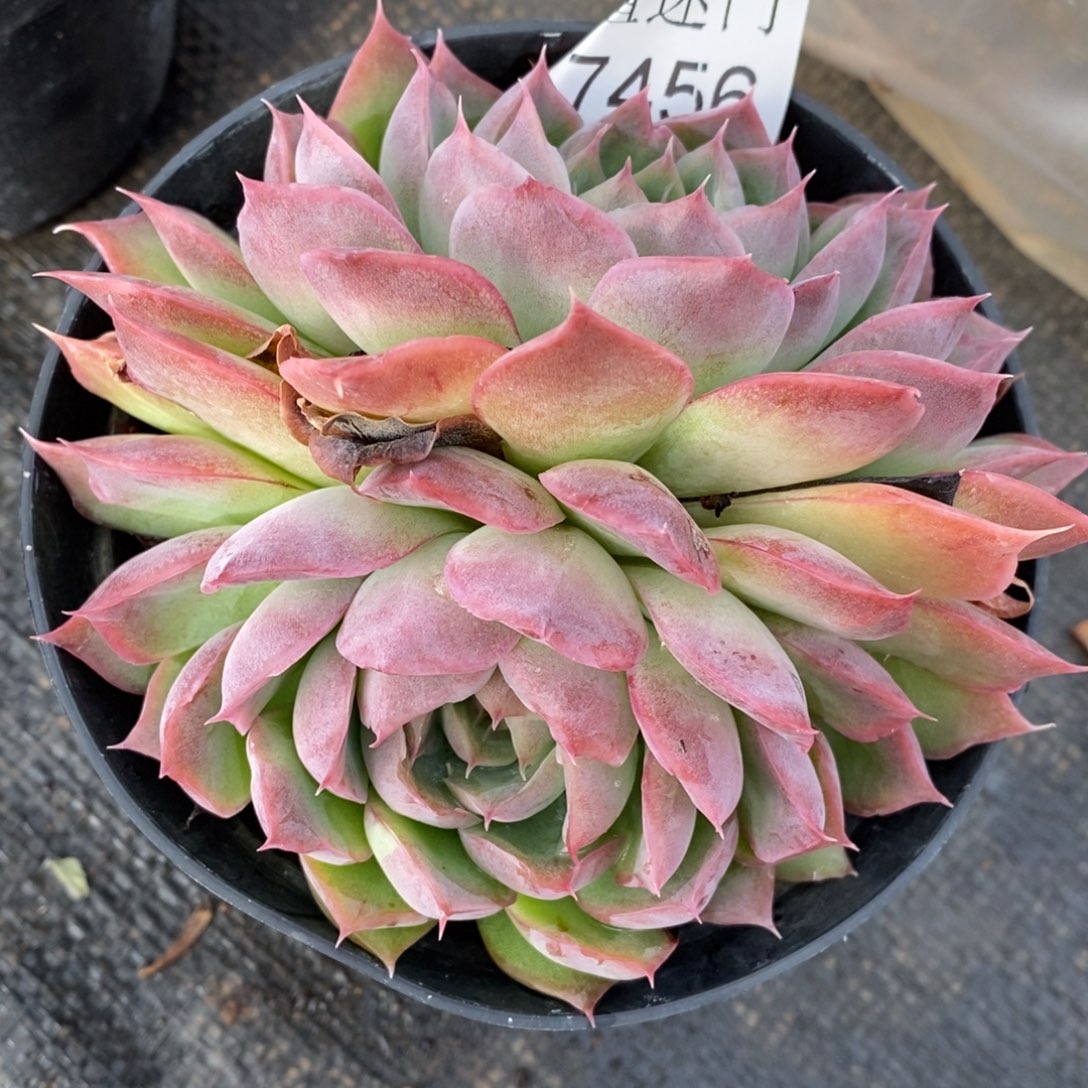 简***福杂交精品多肉7456~10厘米