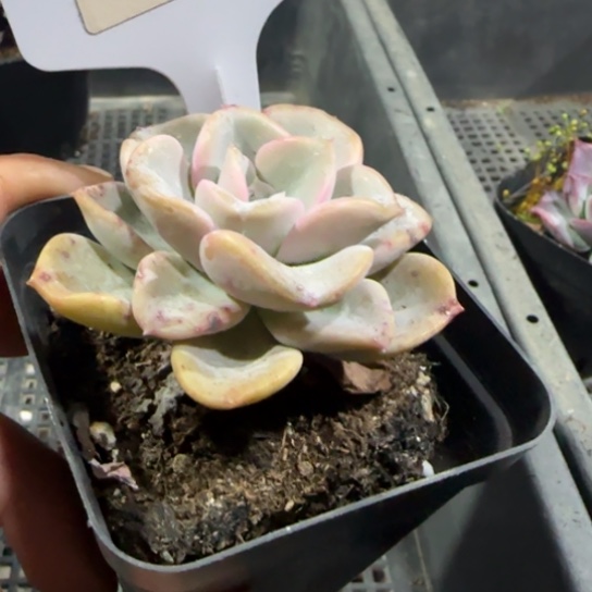 心愿一物一拍多肉83