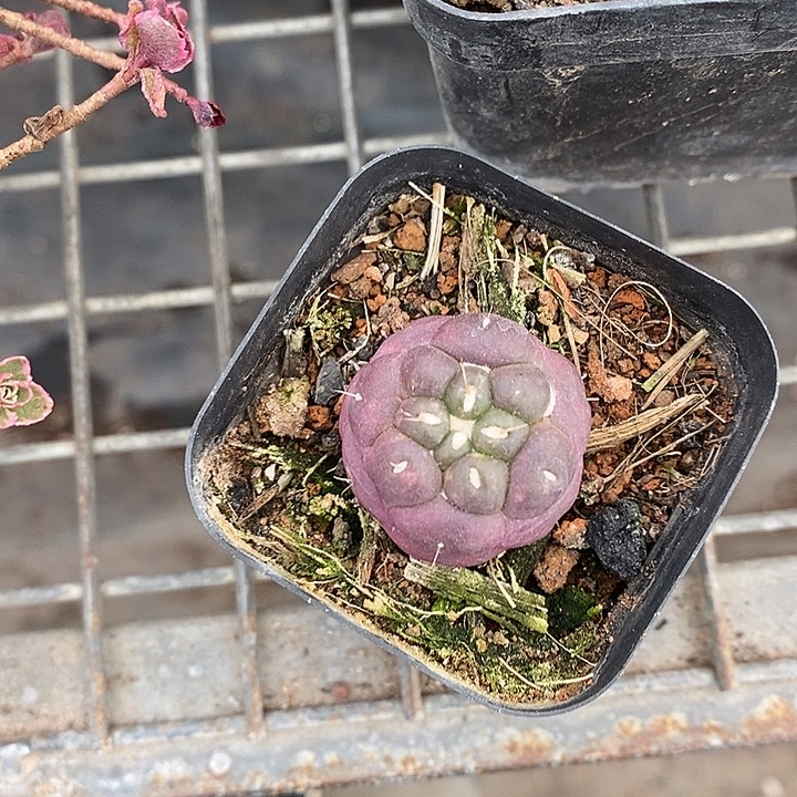 漂亮仙人球一物一拍