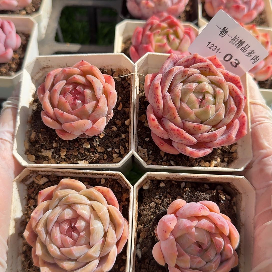 1231-03多肉一物一拍