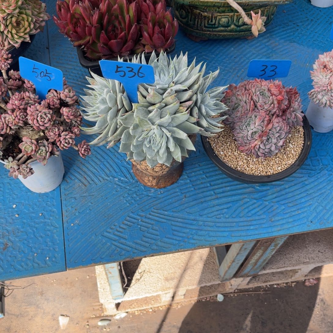 男****）536仙女杯多肉植物