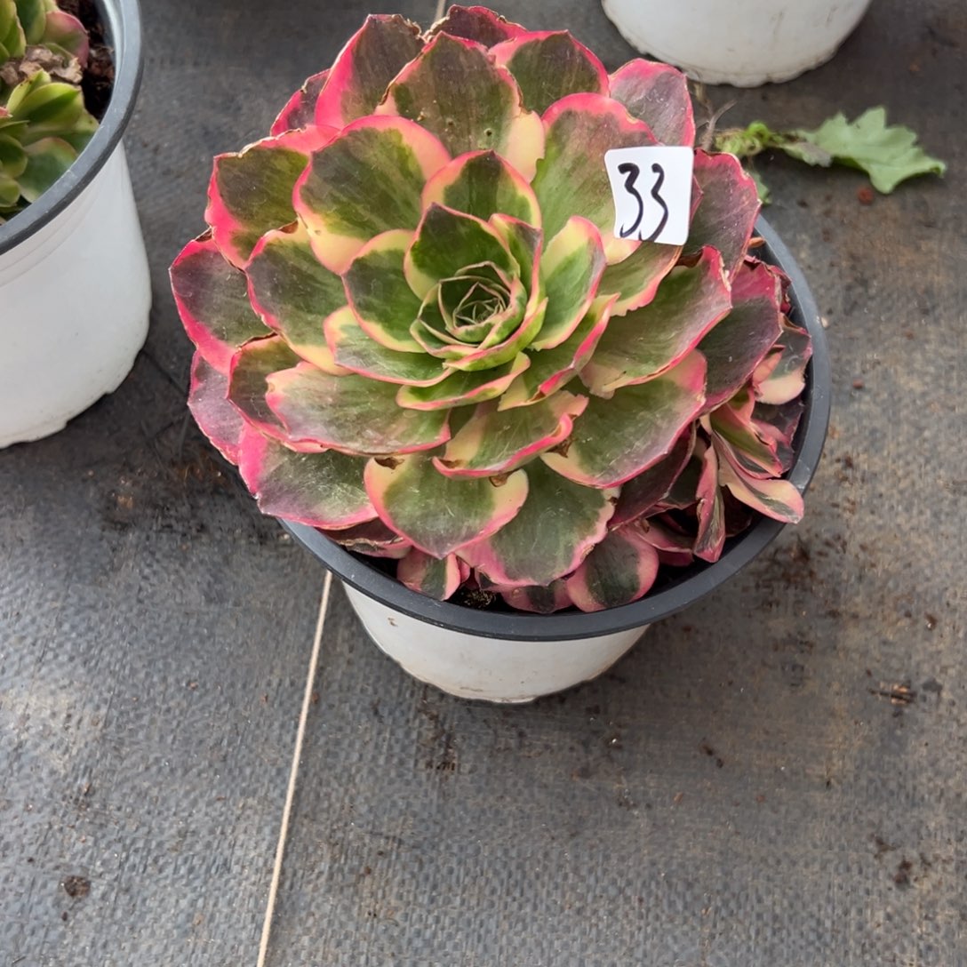 33如意多肉多肉多肉多肉