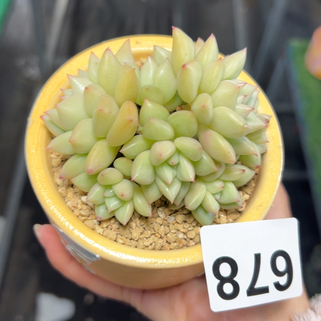 678 满38包邮多肉