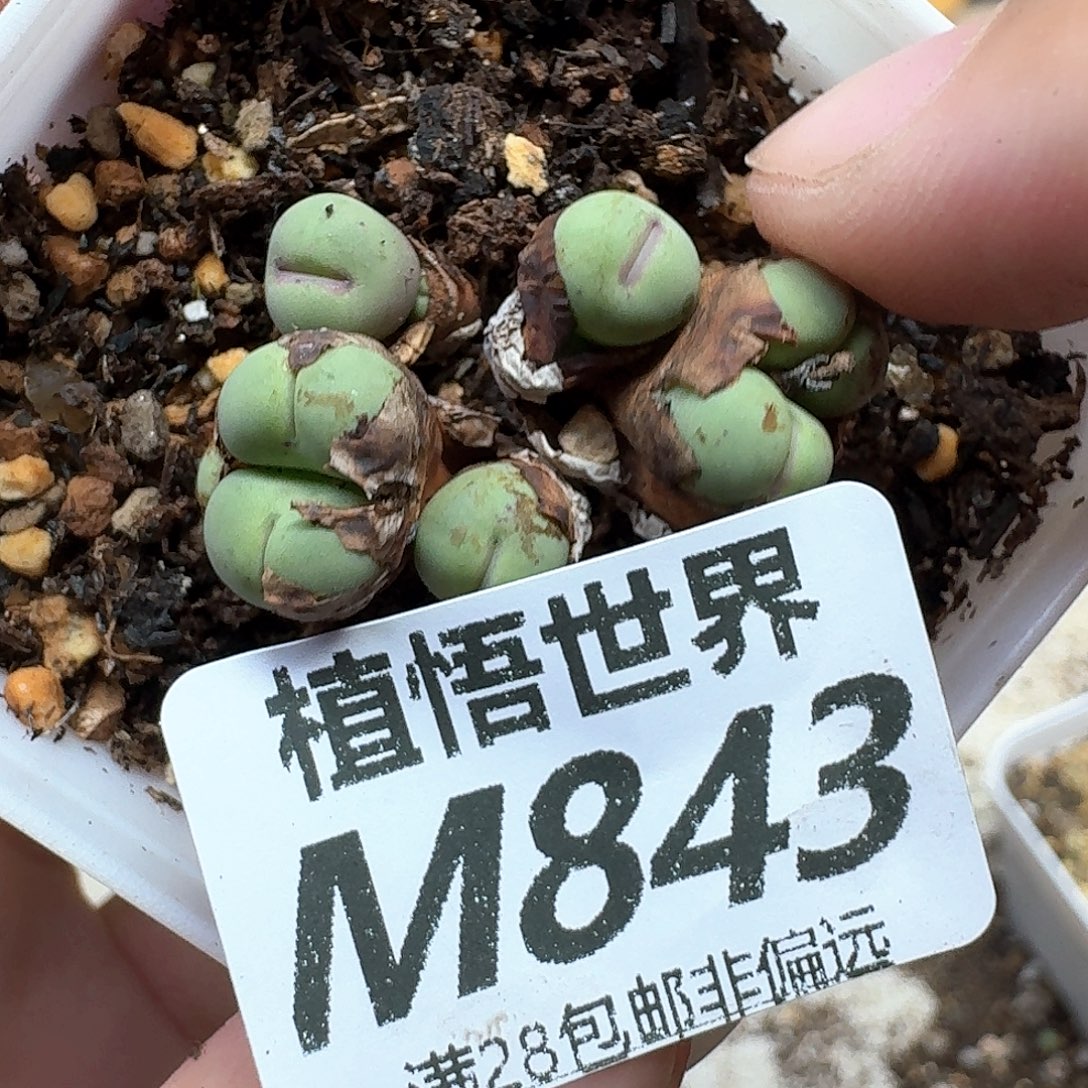 多肉植物的润泽和地方