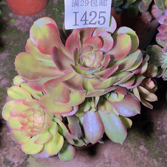 1425香妃多肉植物