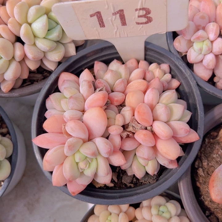 健健康康平平安安