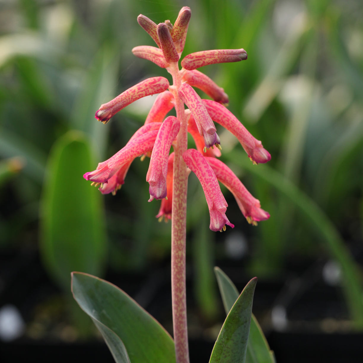 花医生园艺DF3.0134 Lachenalia rubida 红宝石立金花1.5cm一球