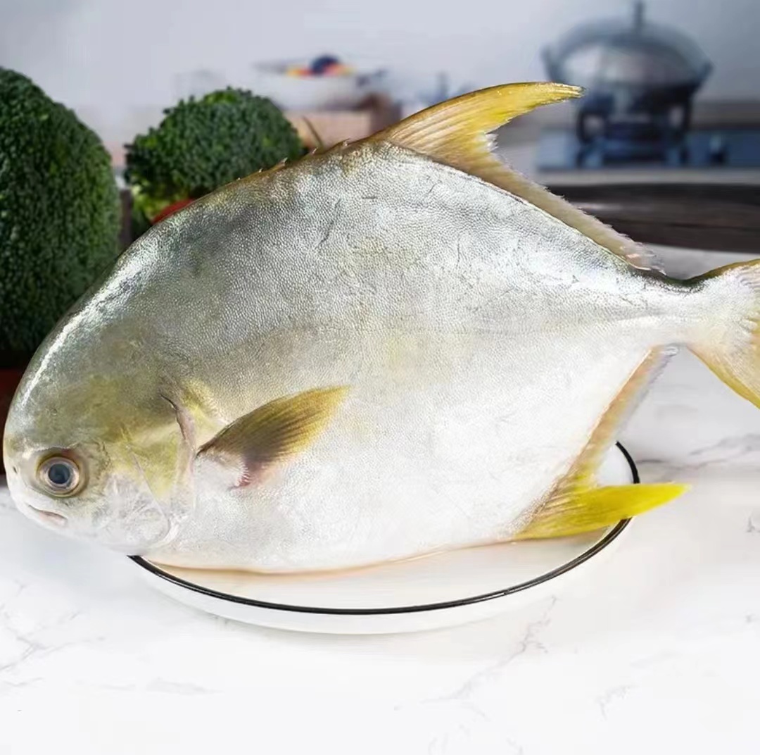 野生海捕金鲳鱼1斤-1.2斤/条连云港发货