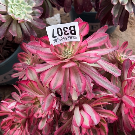 柔*多肉植物一个