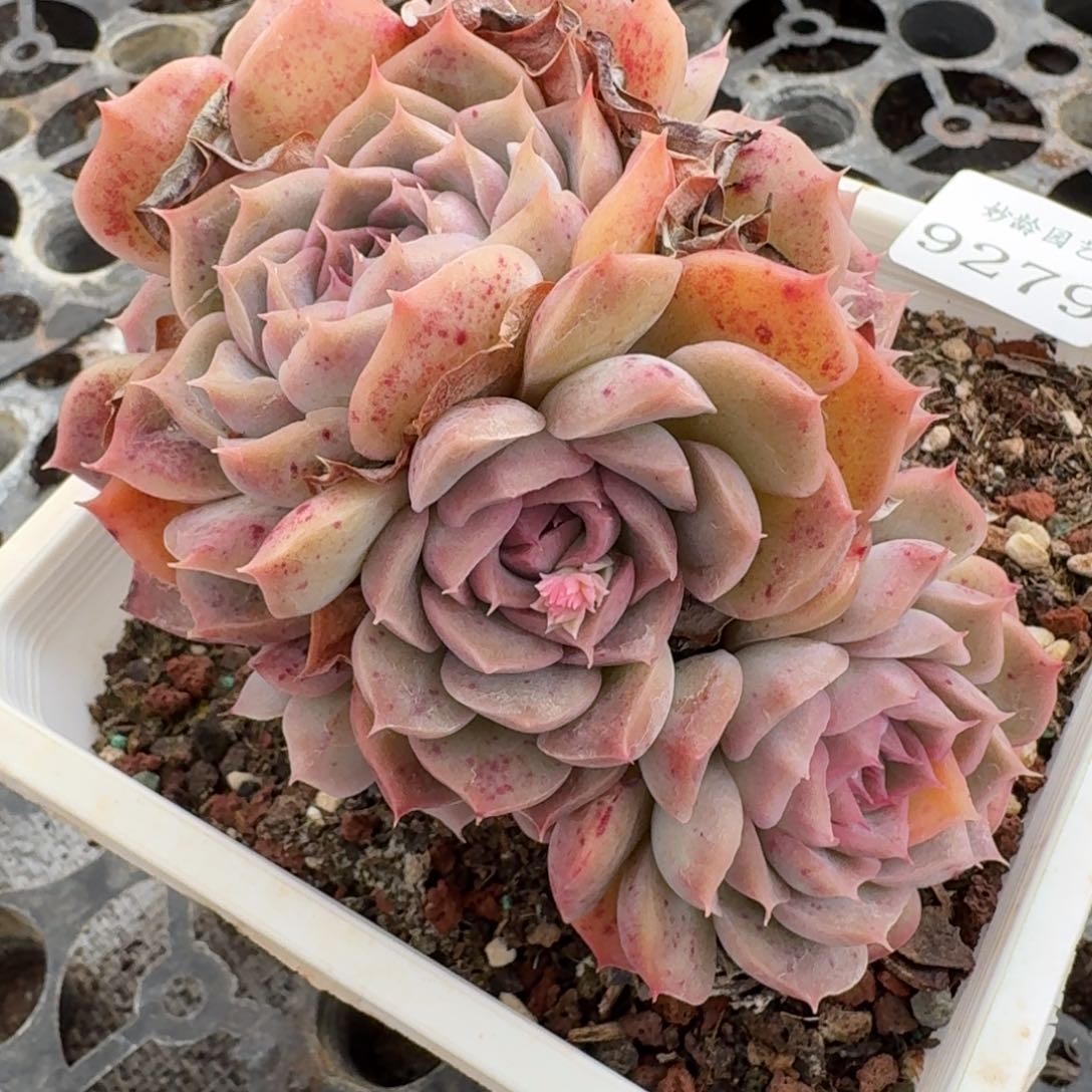 9279新年快乐发发发