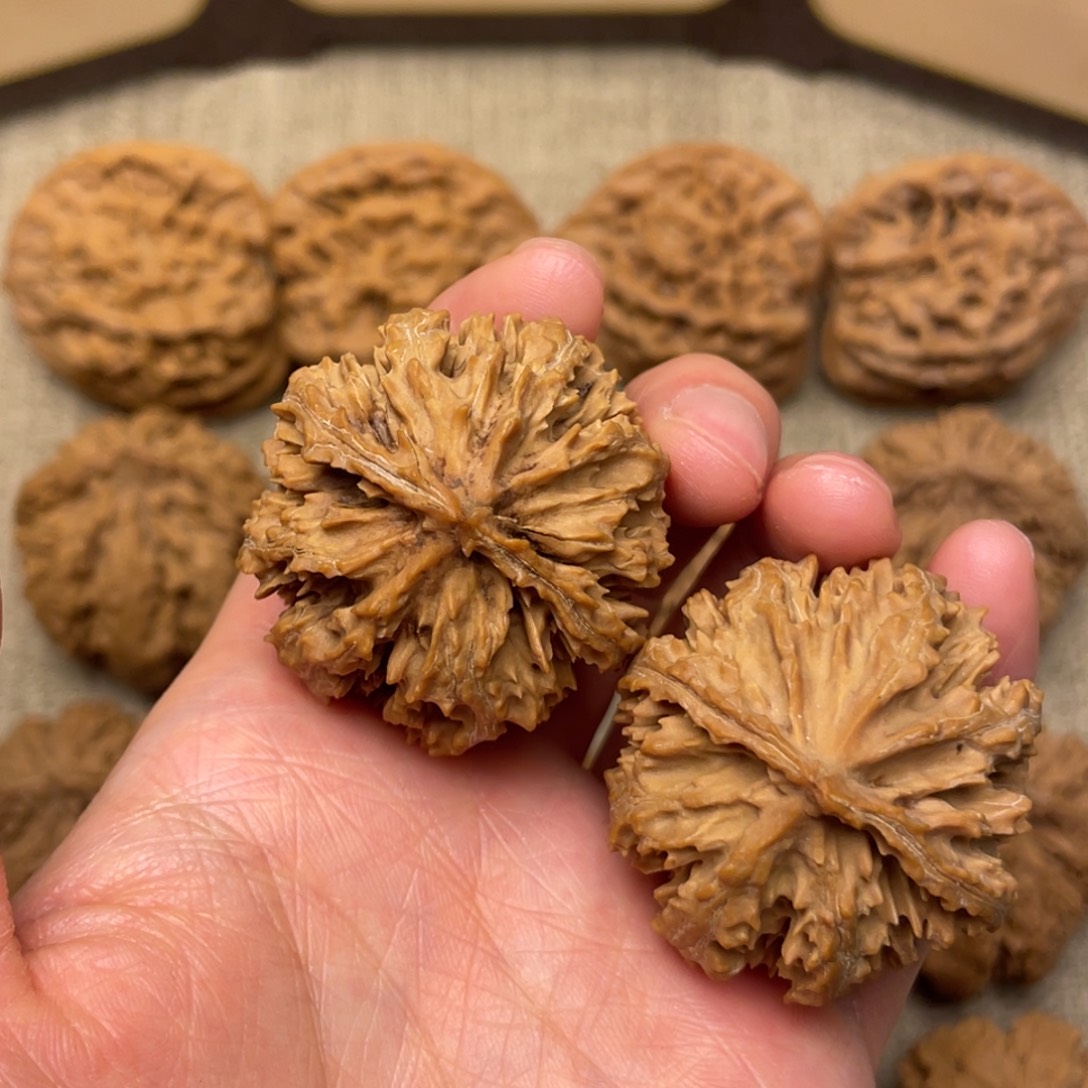 核桃秦岭核桃22号