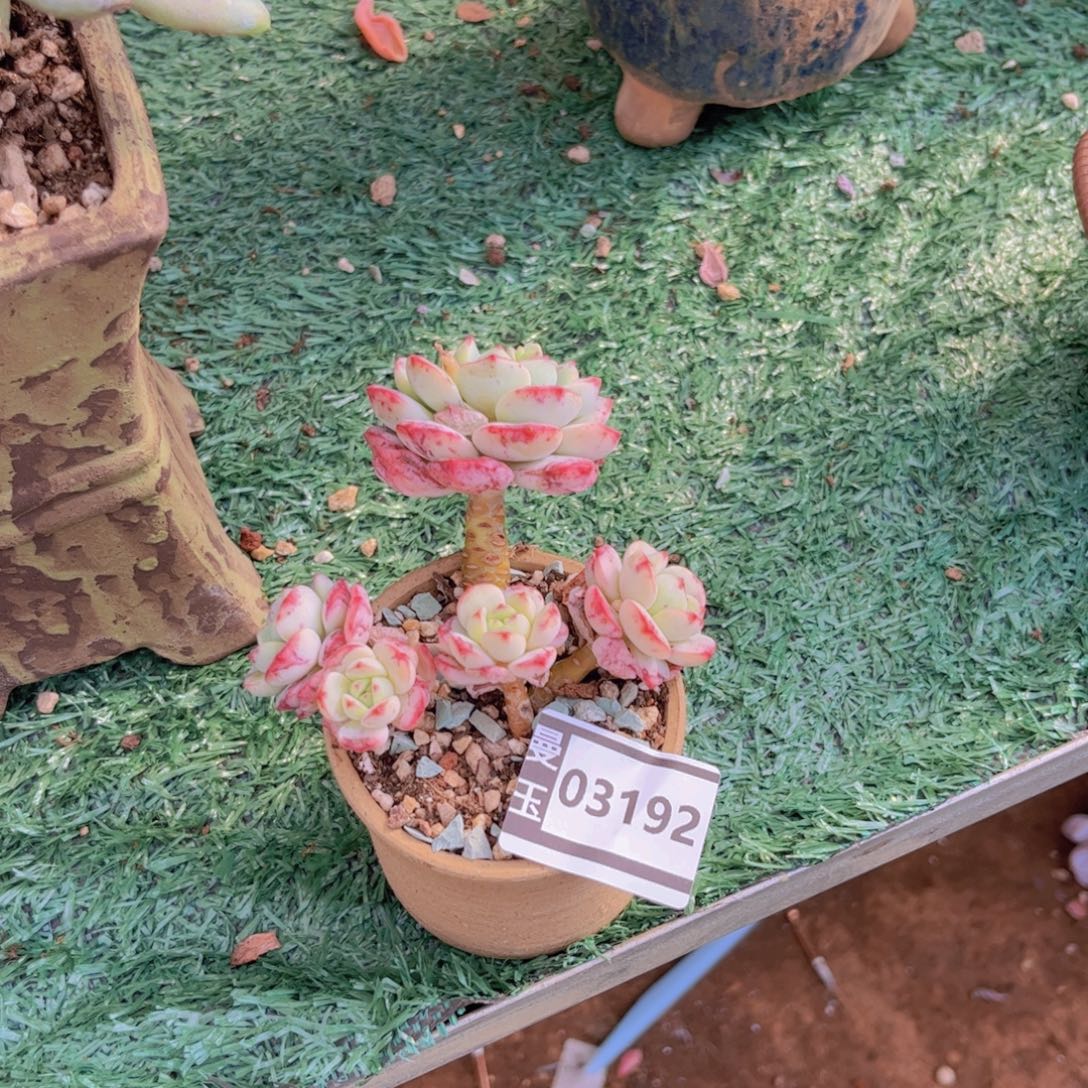 香草多肉植物03192