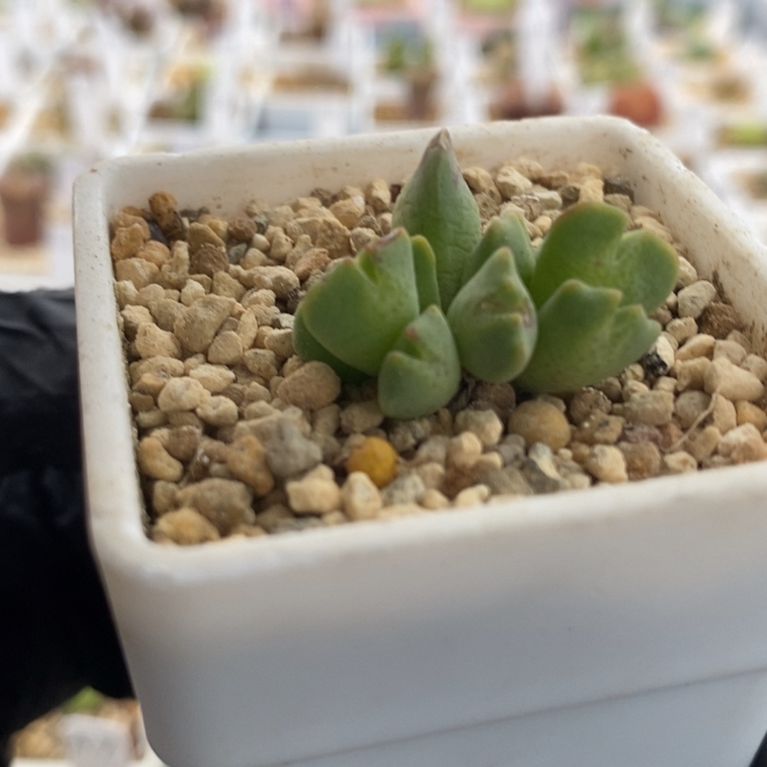 一物一拍麋鹿角群生9头