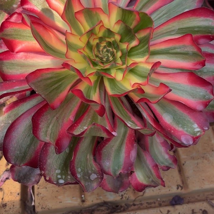 云南红魔女好看14号