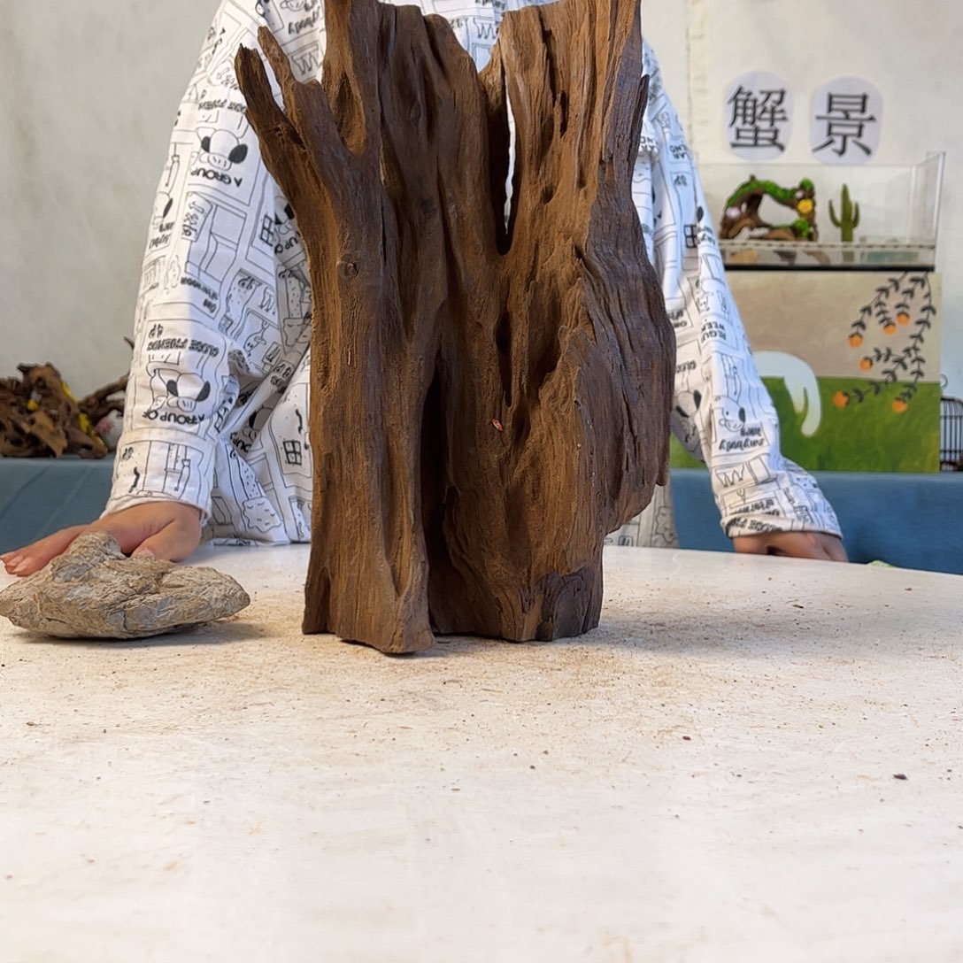 沉木造景寄居蟹景