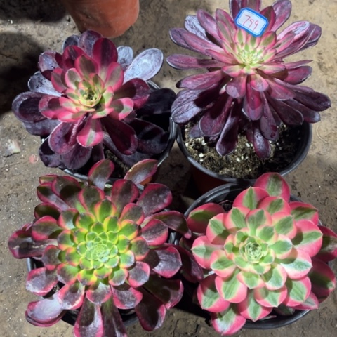 799多肉植物组合