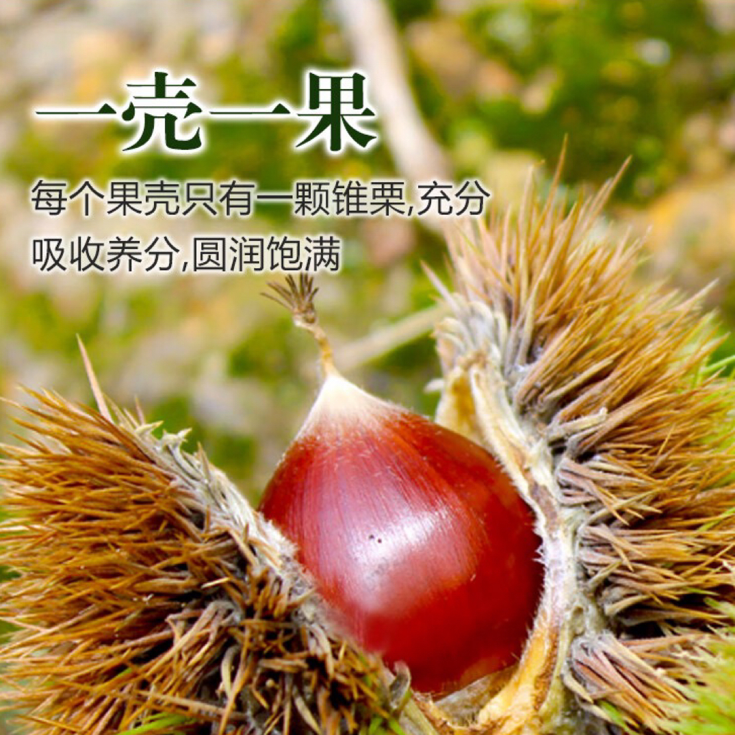 宁德本地锥栗纯甜板栗