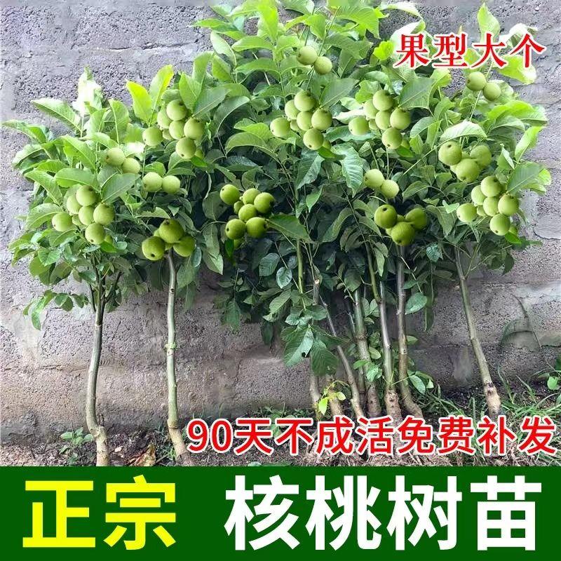 嫁接核桃树苗8518薄皮纸皮核桃南北方种植现挖地栽盆栽当年结果