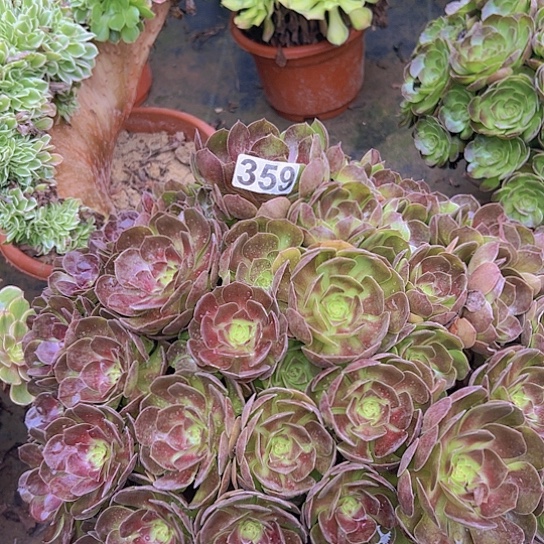 福***制多肉植物一个沙拉碗