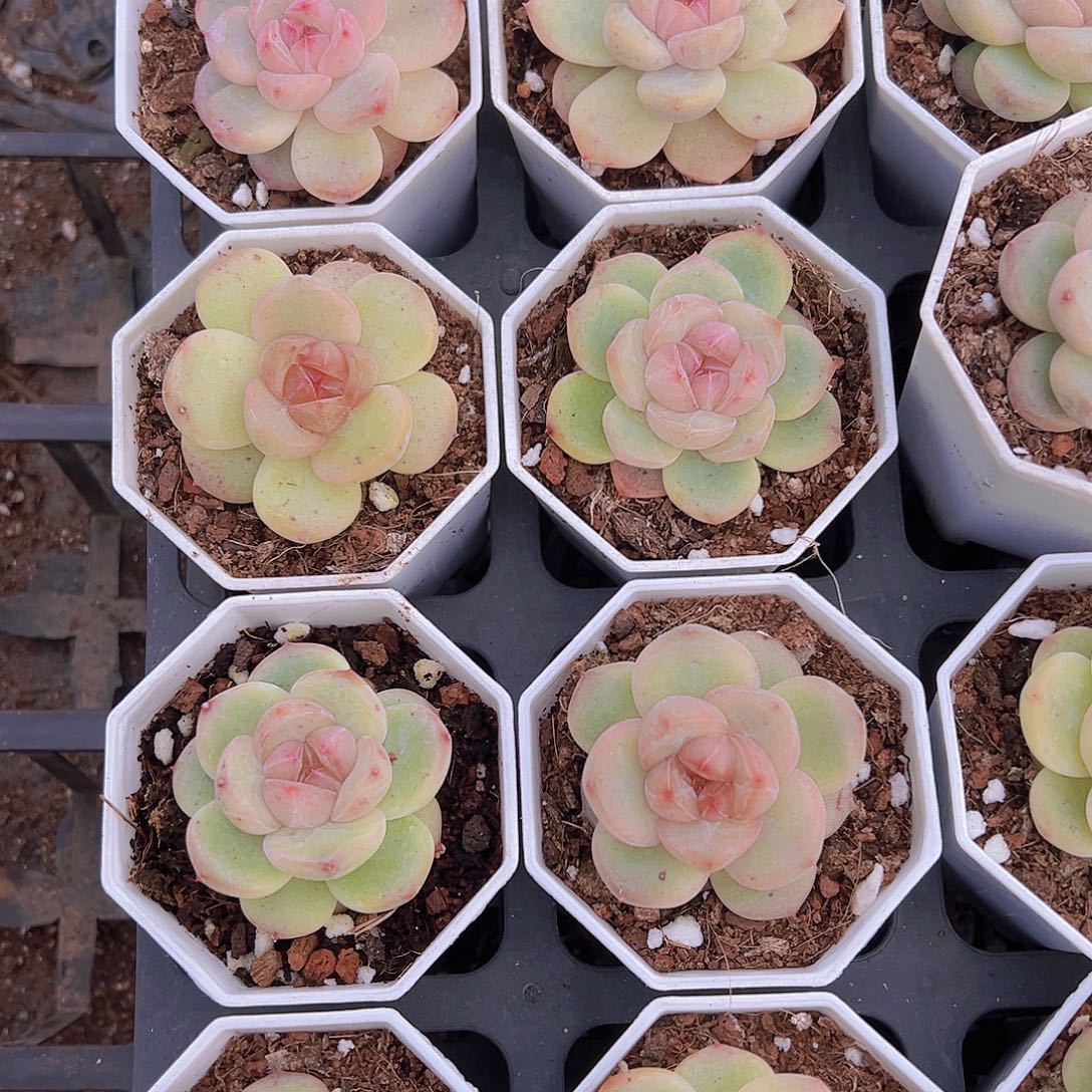 安娜珍妮19包邮多肉