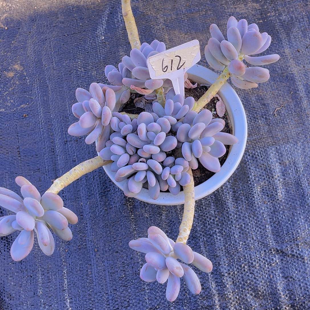 音***音00000000000000612