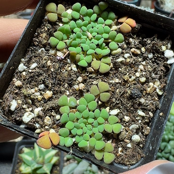 221美花肉酢带盆发货2棵一盆