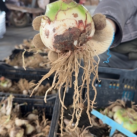 甜蜜妮芙3号 8厘米 表皮丑有点裂 开花包对版