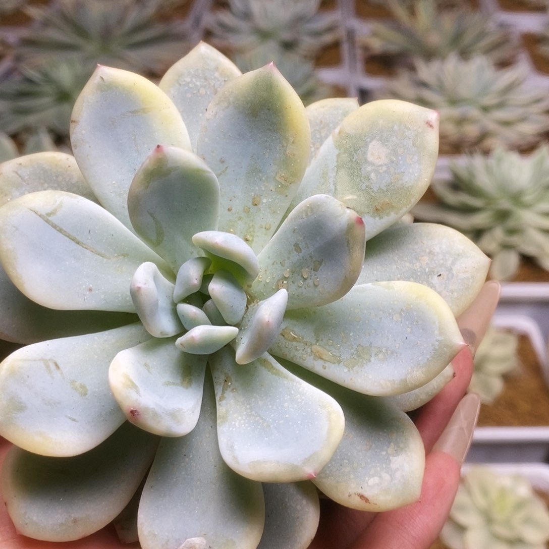085锦锦锦锦锦锦锦锦锦