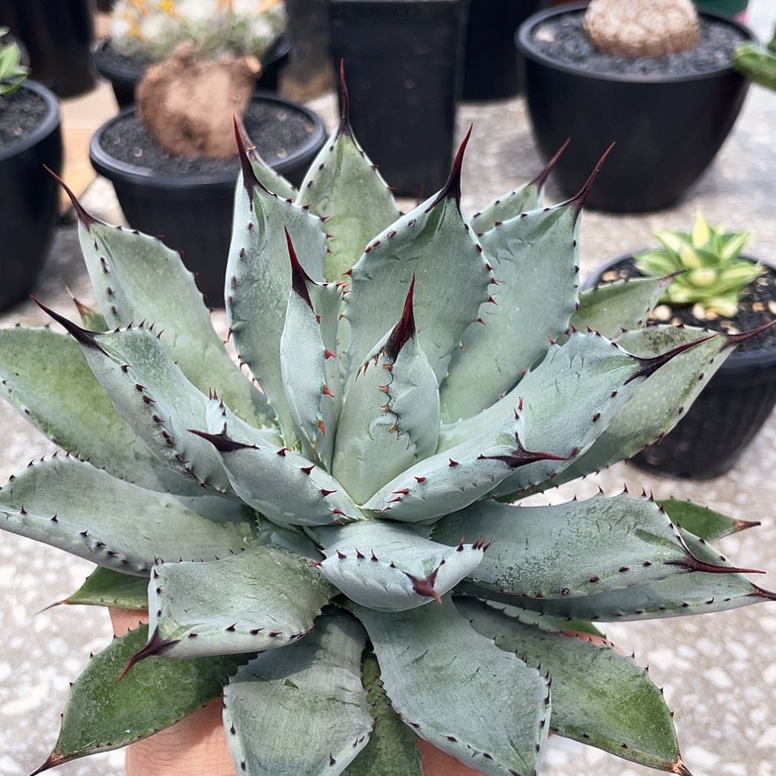 芭蕾666666666666666