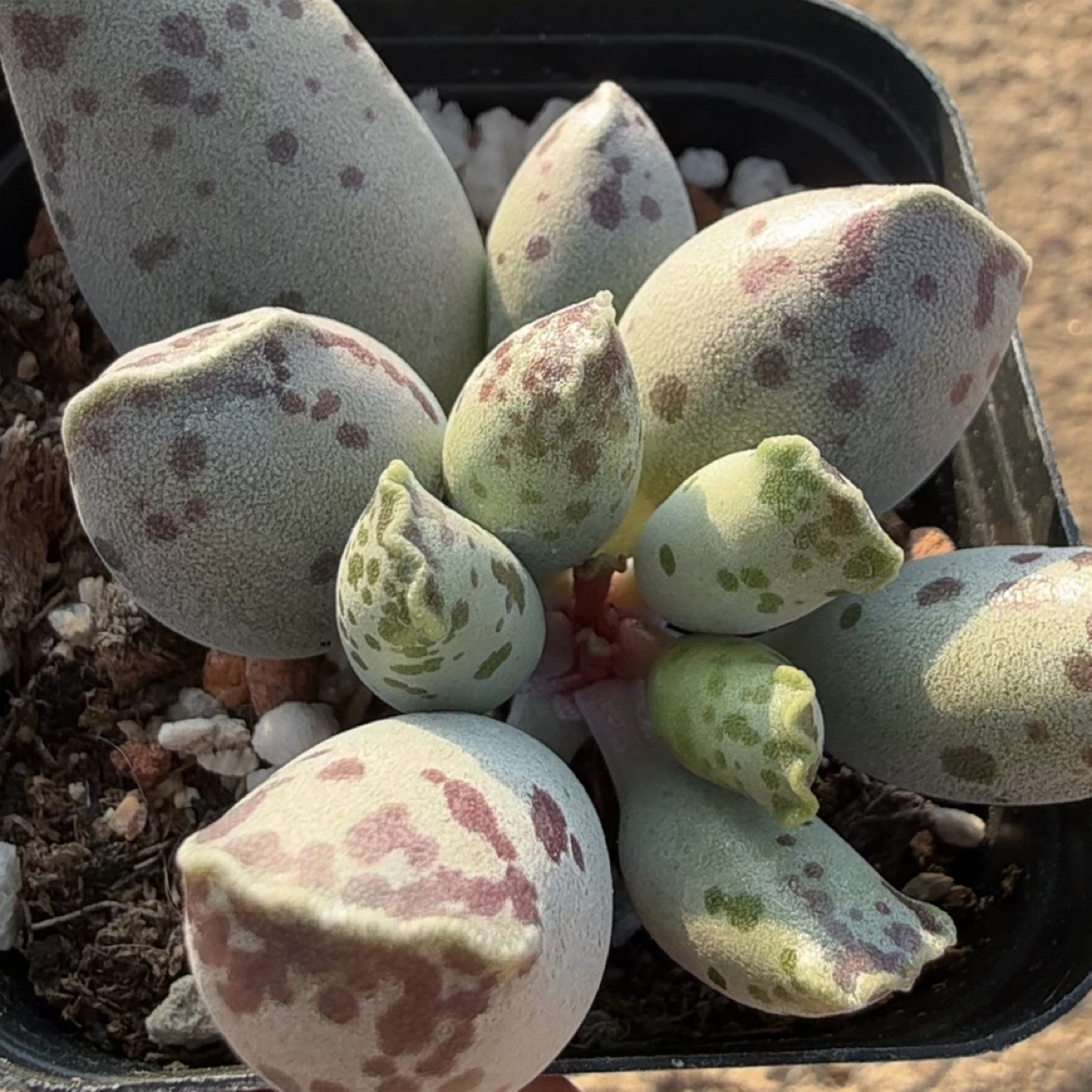 多肉小海豹（满12.9包邮）