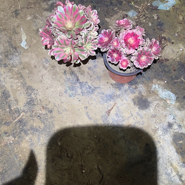 不包侧枝一物一拍43