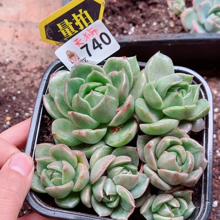 多肉植物多肉植物